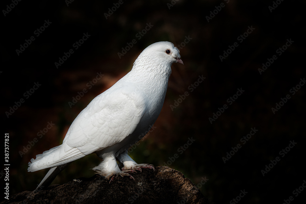 Portrait of domesticated trotted white dove. Portrait of domesticated trotted white dove.