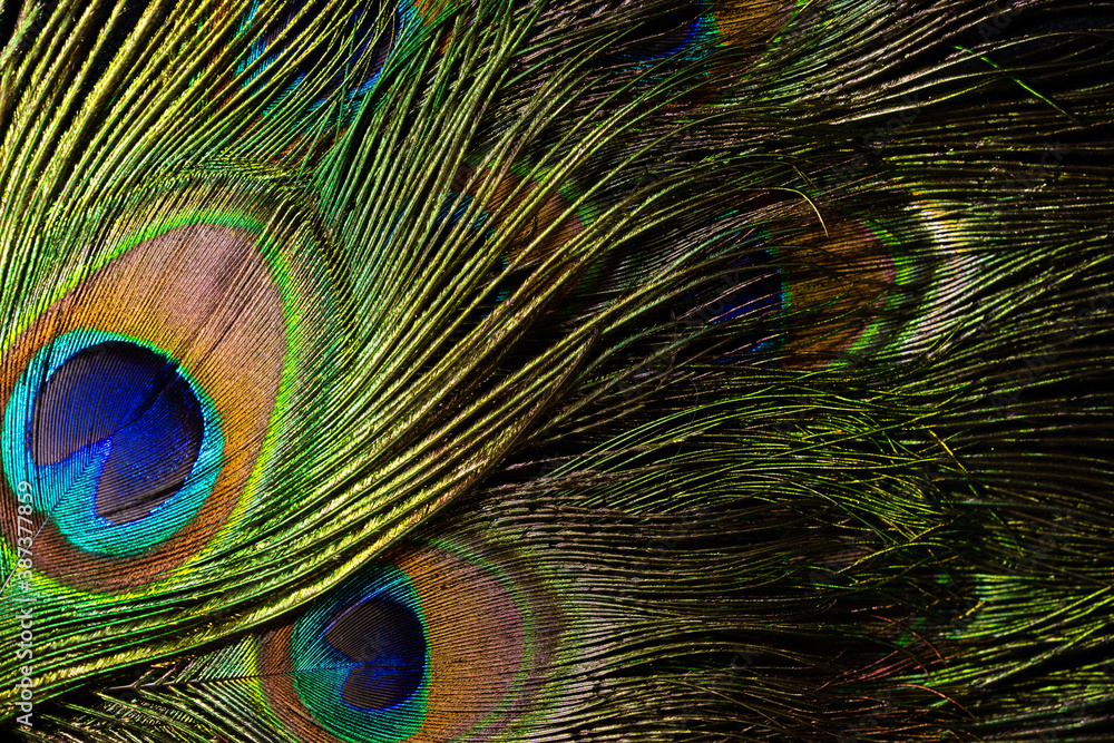 Obraz premium Feathers of tropical peacock bird. Macro, close-up view. Beautiful animals. color accuracy of nature.