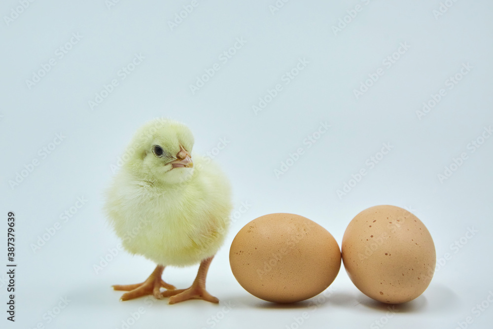 A small yellow newborn chicken sits next to two chicken eggs on a white background.