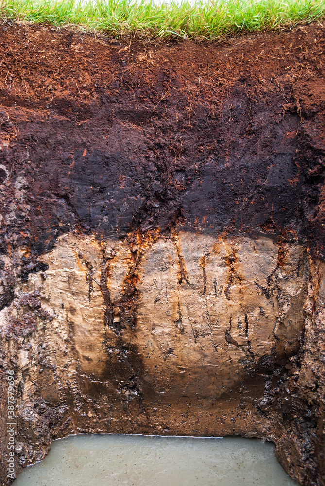 Fototapeta premium Soil profile of a Histosol in northwestern Germany near lake Duemmer