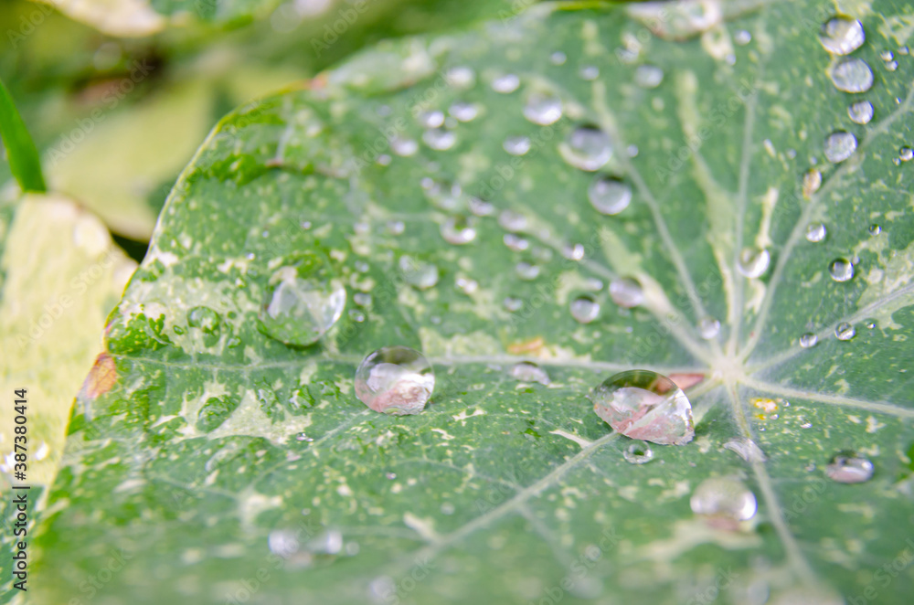 Close up view of water droplets on a nasturtium leaf. Close up view of water droplets on a nasturtium leaf.