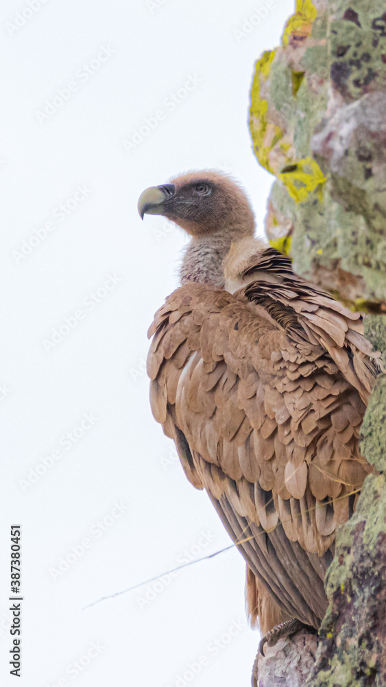 Fototapeta premium griffon vulture