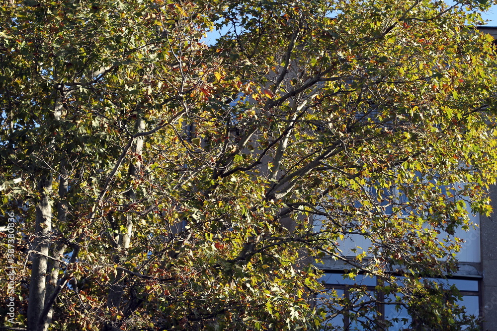 branches of a tree branches of a tree