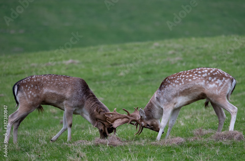 Fallow deer during the annual deer rut  in the grounds of Dyrham Park  Gloucestershire UK  photographed in autumn.