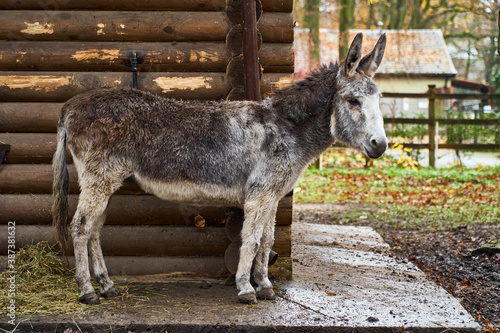 A gray donkey in a village near a wooden house. Pets on the farm. High quality photo