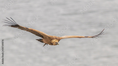 griffon vulture