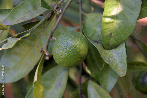 Green unripe tangerine on tree branch