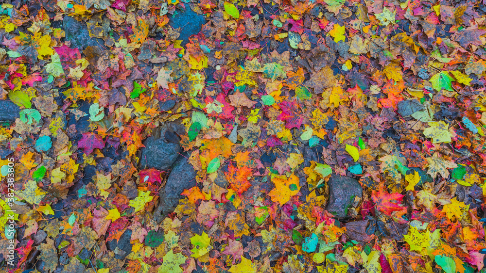 Colorful background of autumn leaves on the ground