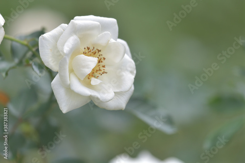 white rose in the garden