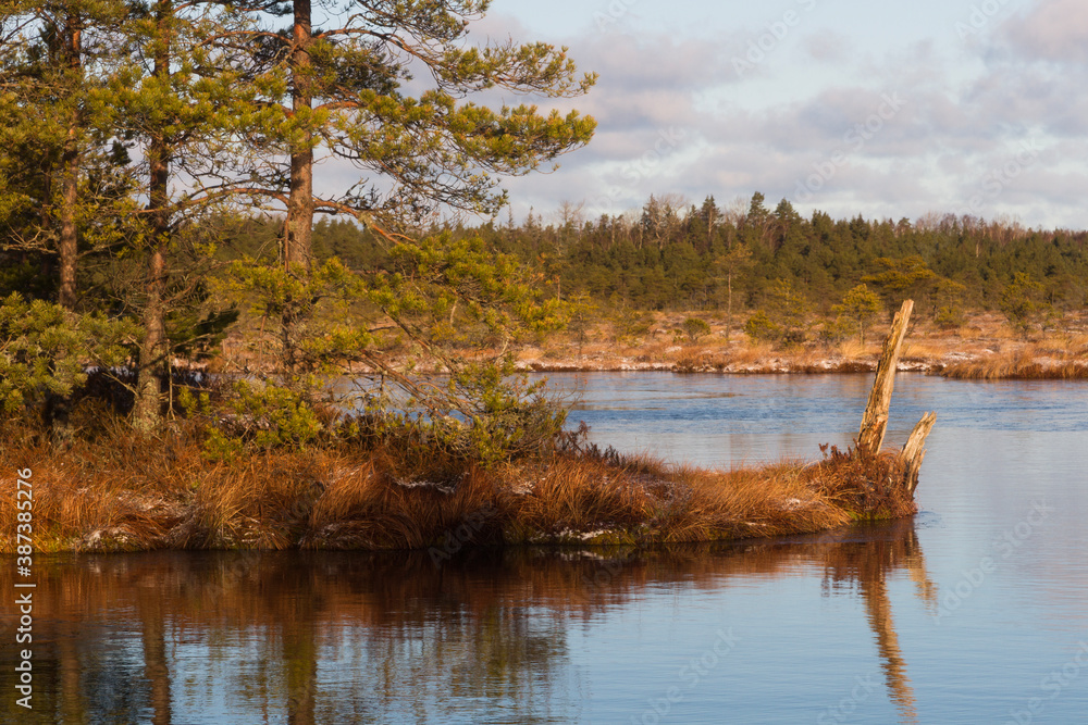 Swamp lake with islands in sunny winter day in sunrise Swamp lake with islands in sunny winter day in sunrise