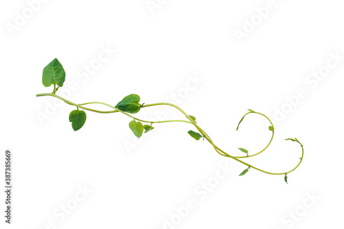 Green leaves nature frame border of devil's ivy or golden pothos the tropical foliage plant on white background