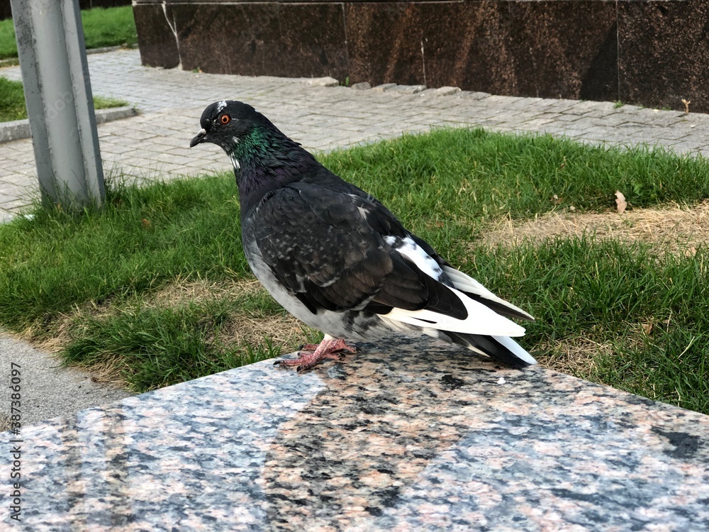 Obraz premium pigeon