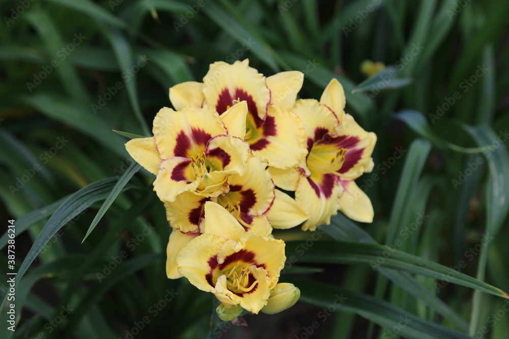 yellow orchid yellow orchid