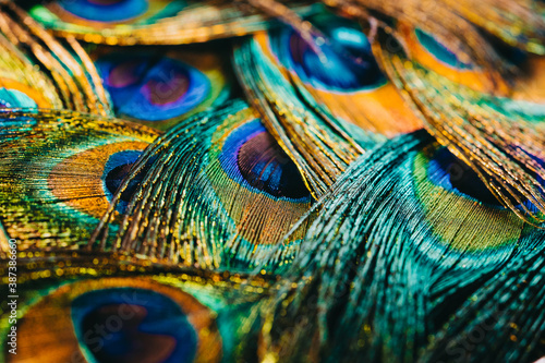 Feathers of tropical peacock bird. Macro, close-up view. Beautiful animals. color accuracy of nature.
