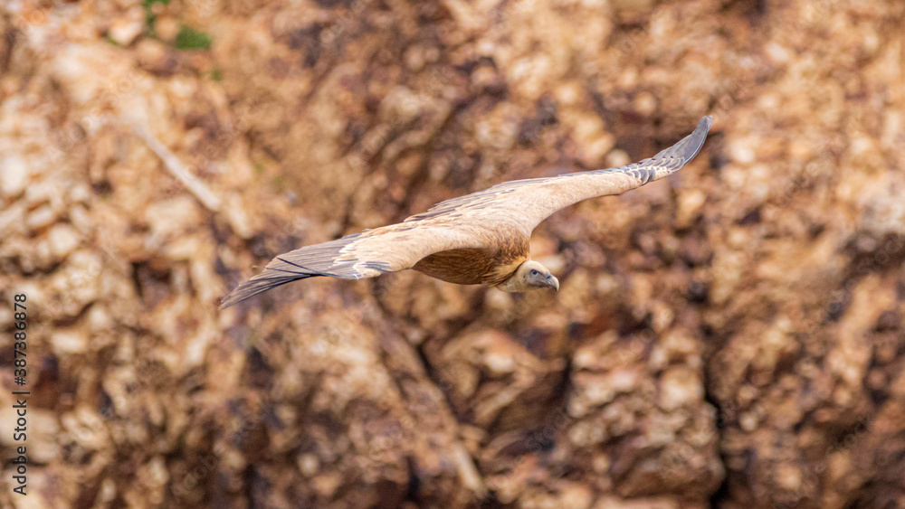 Fototapeta premium griffon vulture