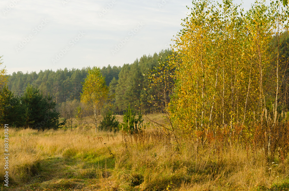 Obraz premium Autumn forest in the morning