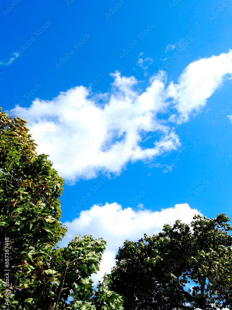 Obraz premium 街路樹と青空