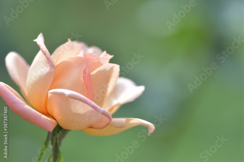 Cream-colored rose flowers blooming in the garden