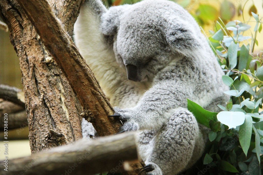 Obraz premium koala bear sleeping on tree