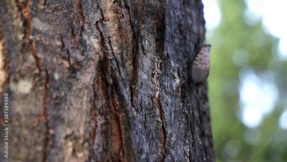 Spotted Lantern Fly (Lycorma delicatula) rests on tree trunk, then crawls away. Spotted Lantern Fly (Lycorma delicatula) rests on tree trunk, then crawls away.