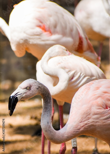 A Chilean flamingo  Phoenicopterus chilensis  in Bird Park  Foz do Igua  u  Brazil.