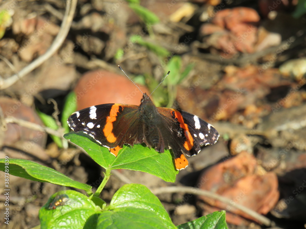Beautiful colored butterfly wonderful photo Beautiful colored butterfly wonderful photo