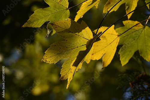 Herbstblätter, Blätter im Herbst