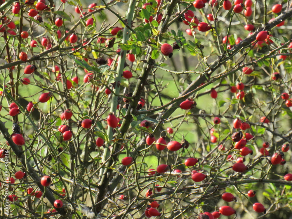 Red rose hips beautiful photo of delicious berries