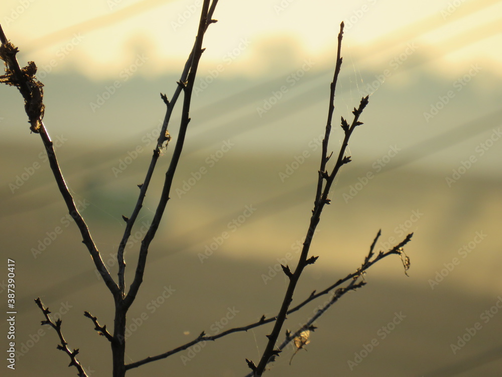 Twig on a background of green leaves beautiful background Twig on a background of green leaves beautiful background