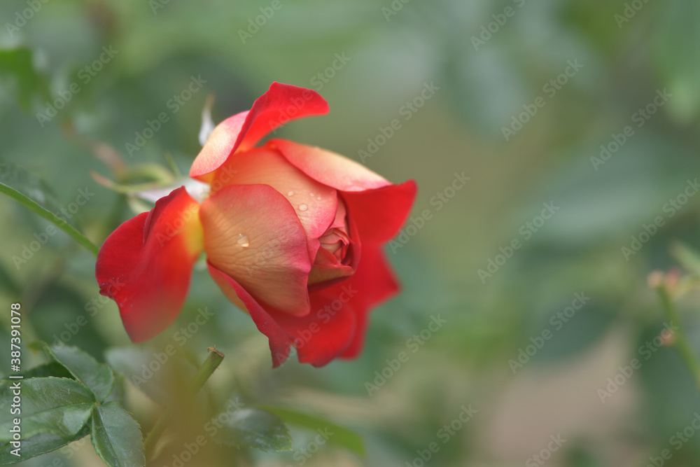 A fiery orange rose flower blooming in the garden