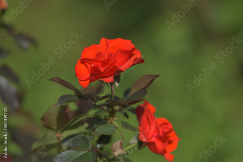 A fiery orange rose flower blooming in the garden