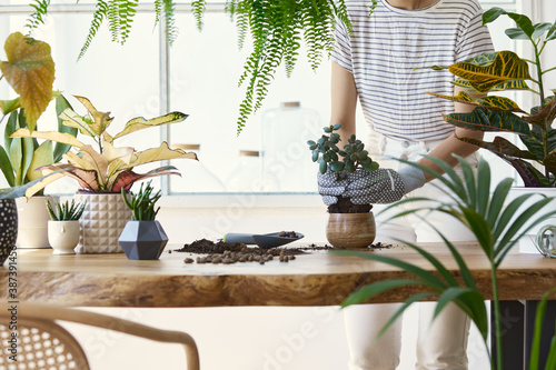 Fototapet Woman gardeners transplanting plant in ceramic pots on the design wooden table