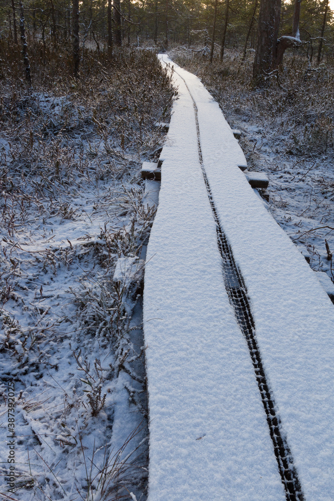 Obraz premium frozen wooden walking trail in the bog lake