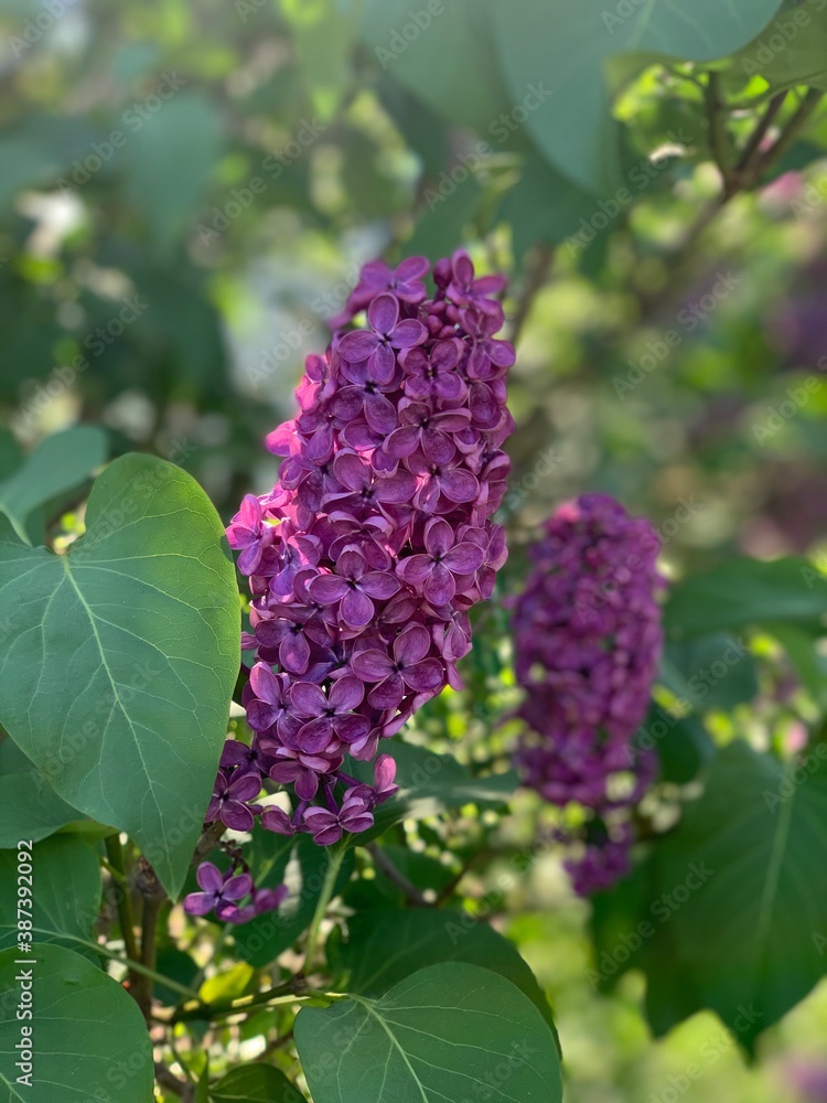 flowers flowers