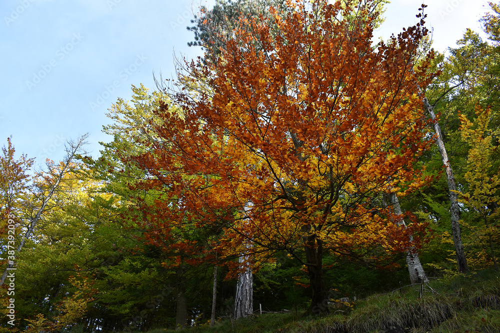 Naklejka premium Baum mit gelben, roten und braunen Blättern im Herbst vor Wald und Himmel
