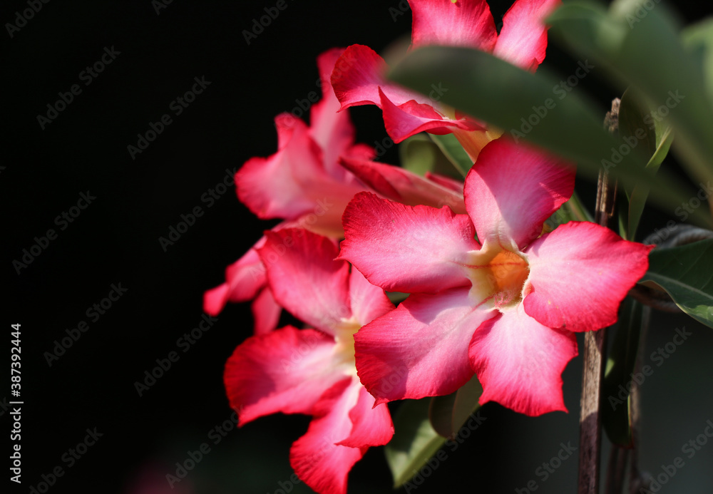 Desert rose flowers group on branch tree beautiful on back background Desert rose flowers group on branch tree beautiful on back background