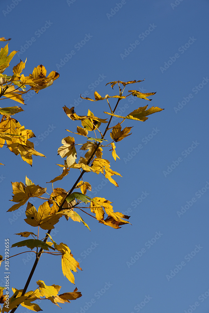 Herbstblätter, Blätter im Herbst Herbstblätter, Blätter im Herbst
