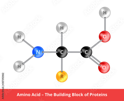Vector ball-and-stick model of amino acid – the building bock of proteins. Chemical icon of protein. Structural formula of amino acids is suitable for education and is isolated on a white background.