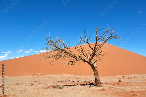 Tree in the Namib desert