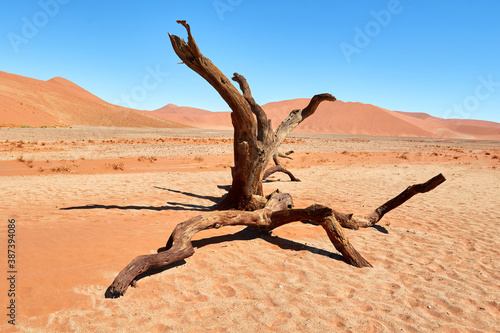 Tree in the Namib desert