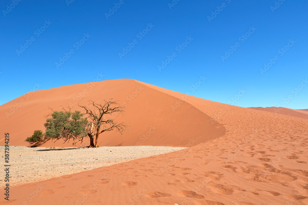 Sand dune in Namib-Naukluft National Park