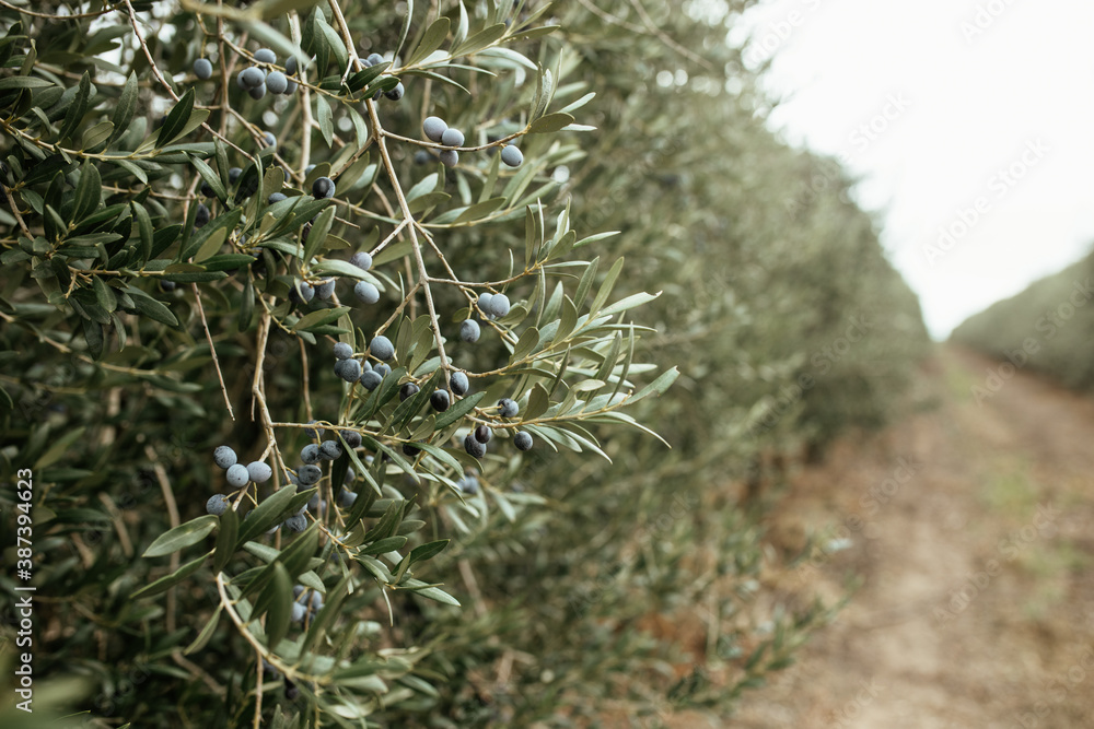 Intensive Olive plantation