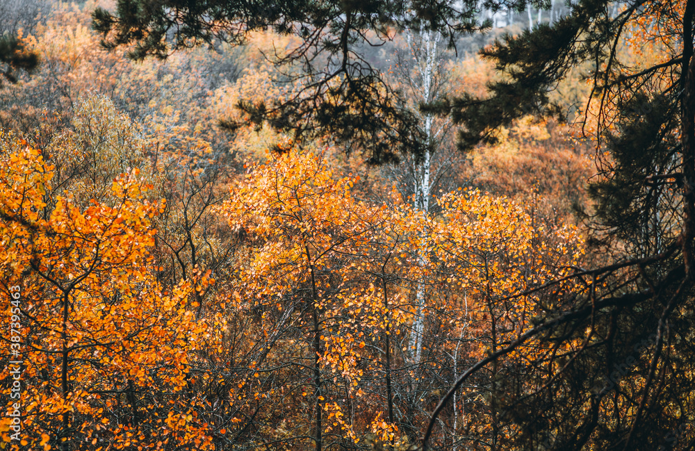 Beautiful aspens with fiery orange leaves in the wild forest forest. Selective focus. 
