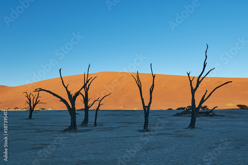 Deadvlei during sunrise with camel thorn trees