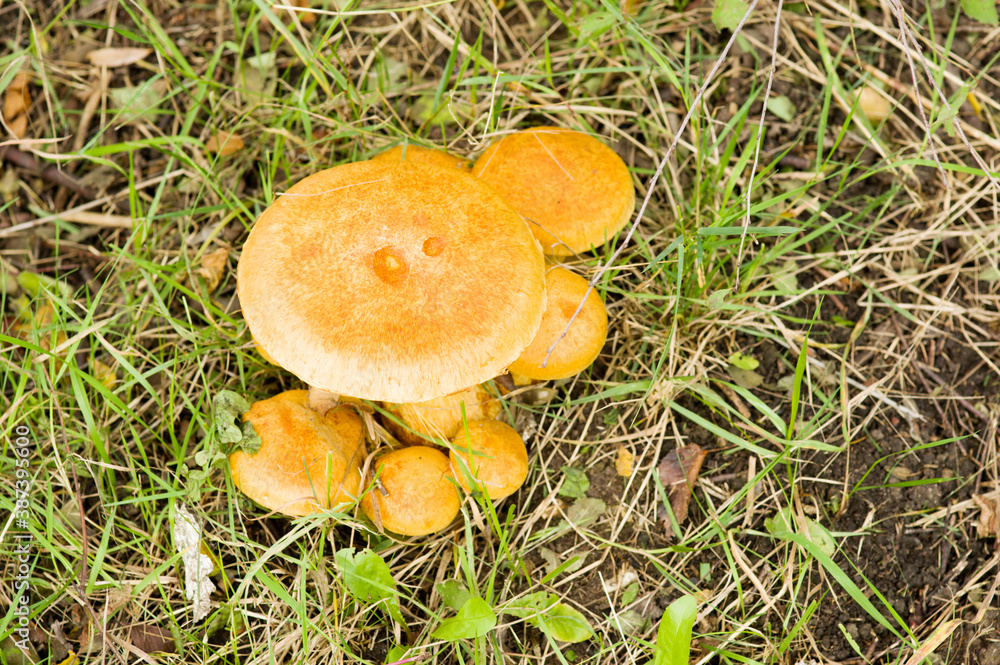 Closeup of a group of wild Enokitake mushrooms in meadow with grass Closeup of a group of wild Enokitake mushrooms in meadow with grass