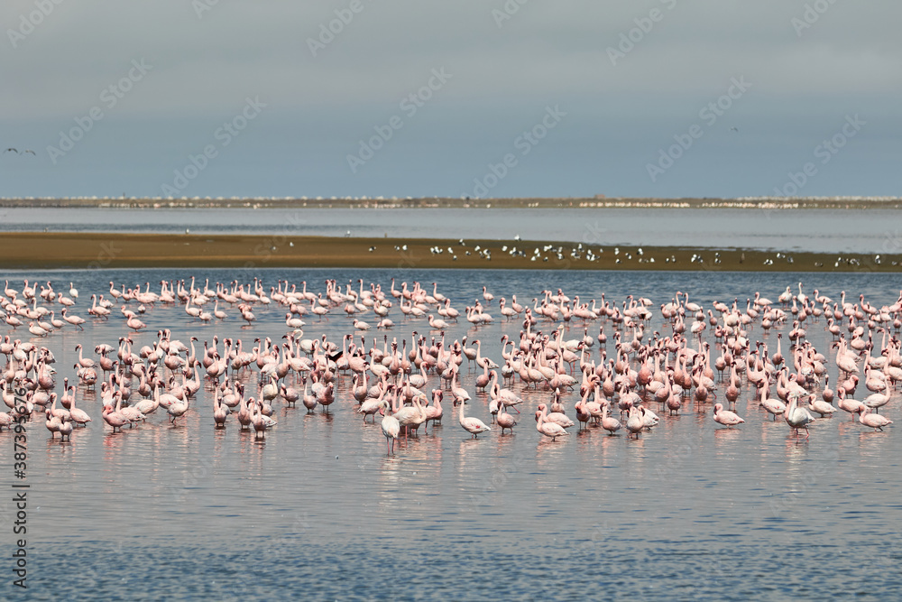 Naklejka premium A flock of flamingos in Walvis Bay