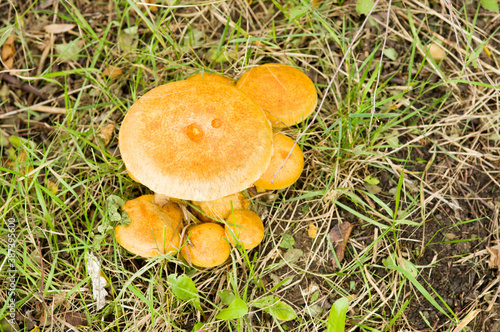 Closeup of a group of wild Enokitake mushrooms in meadow with grass