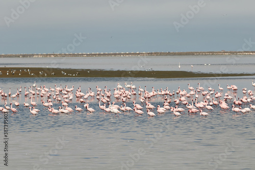 A flock of flamingos in Walvis Bay