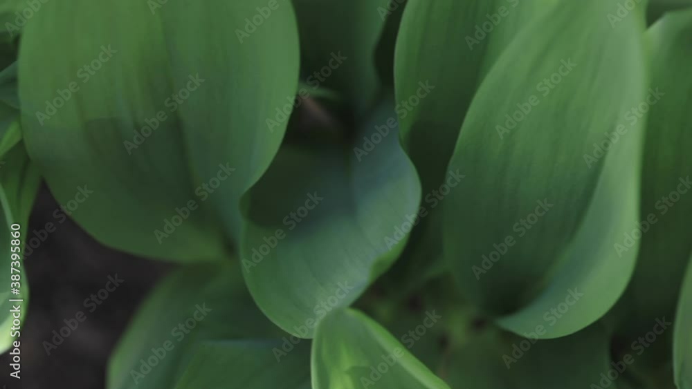 Macro shot of green leaves of lily of the valley. Leaf texture, raindrops. Macro shot of green leaves of lily of the valley. Leaf texture, raindrops.