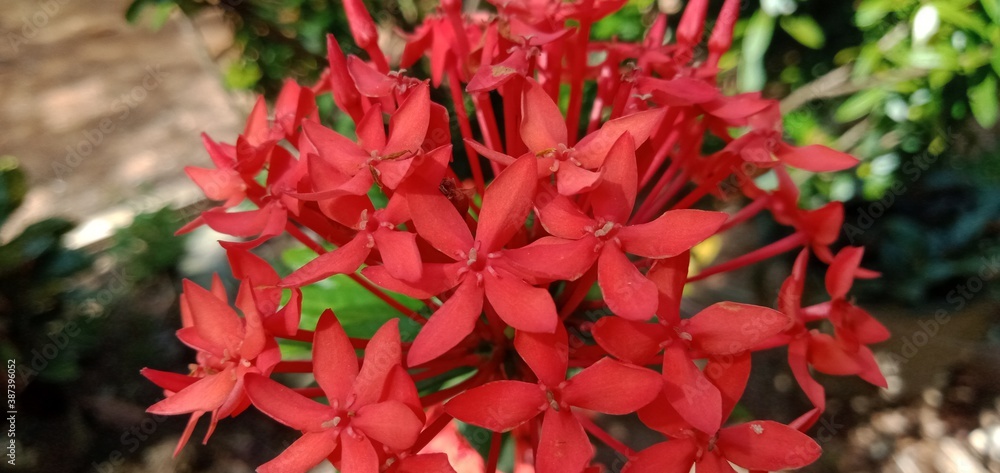 needle flowers that exist in East Kalimantan, Indonesia needle flowers that exist in East Kalimantan, Indonesia
